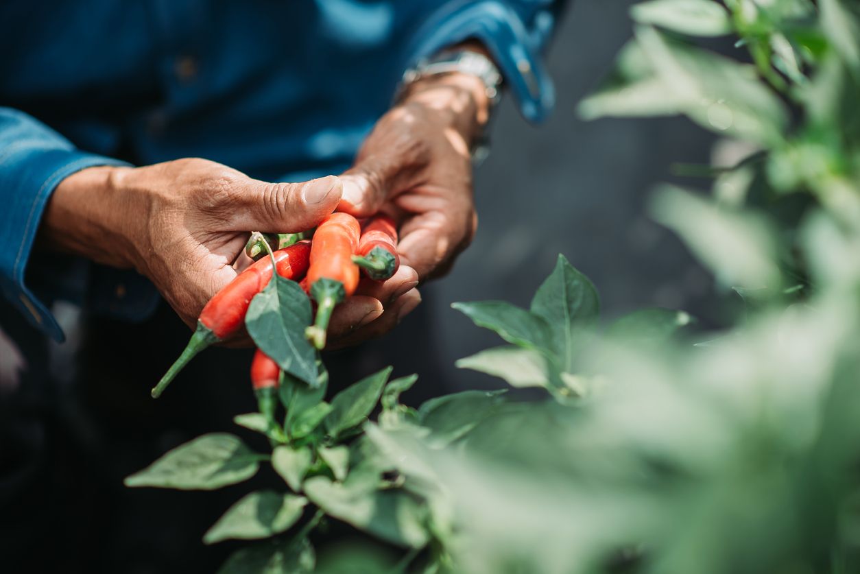 Hama di daun tanaman cabai bisa disebabkan oleh thrips. Jangan bingung, begini cara mengatasinya, simak!