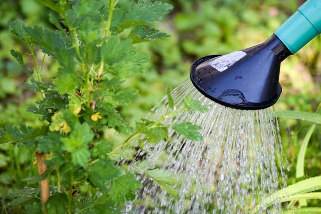 Berkebun masih merupakan hobi yang diminati orang selama pandemi. Hingga 2021, trennya masih meningkat. Ini manfaatnya bagi mental kita. 