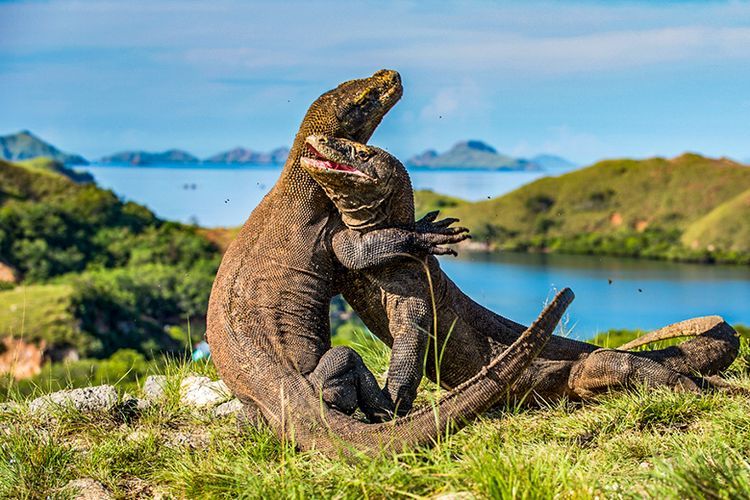 Harga kenaikan tiket masuk Taman Nasional Komodo menimbulkan berbagai macam kritikan.
Begini kata Emil Salim, pakar lingkungan hidup.