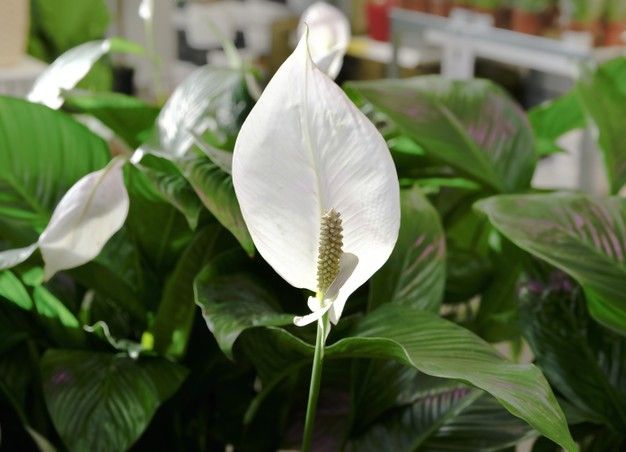 Ada sejumlah manfaat yang kamu peroleh dari menanam peace lily di rumah lo, Kawan Puan. Apa saja? Yuk, simak ulasannya!