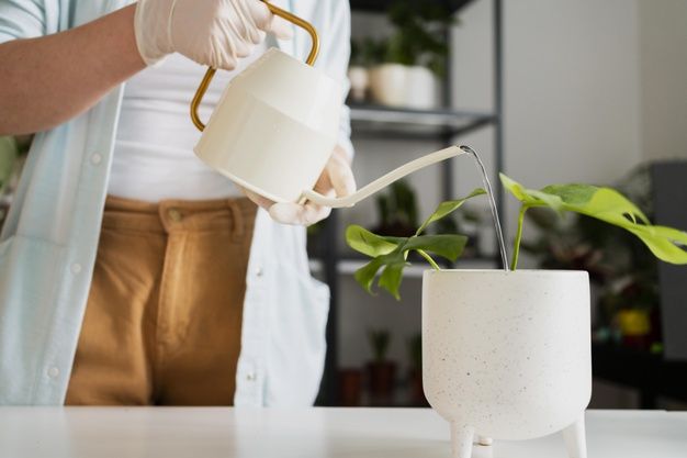 Menyiram tanaman secara rutin memang baik, tapi memastikannya cukup air lebih penting. Yuk, cari tahu tanda-tanda tanaman alami overwatering.