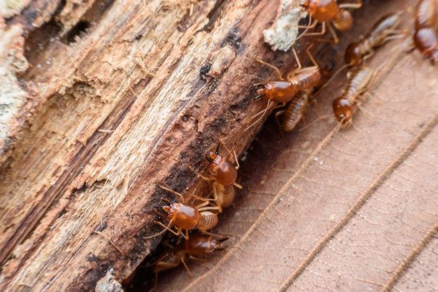 Rayap menjadi musuh besar untuk kusen kayu.
Jika dibiarkan, ini akan membuat kusen keropos dan rusak.
Coba atasi dengan dengan 3 cara ini.