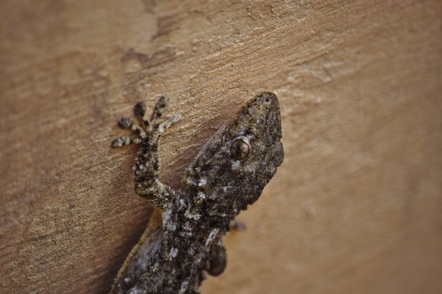 Berikut ini beberapa cara yang bisa Kawan Puan gunakan untuk mengusir cicak dari rumah. Apa saja caranya?