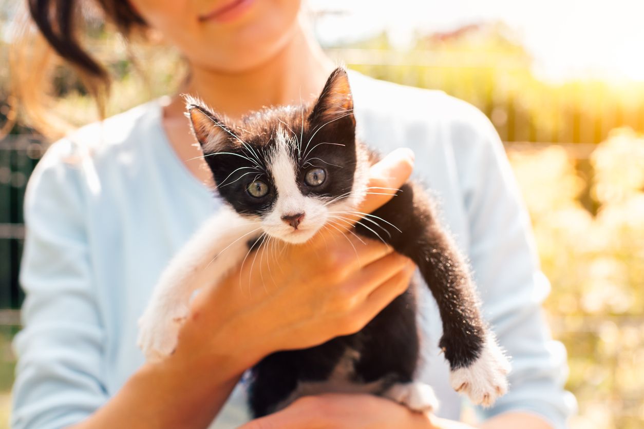 Berikut ini tips aman jika Kawan Puan ingin mengajak kucing peliharaan berkendara dengan mobil, apa saja?