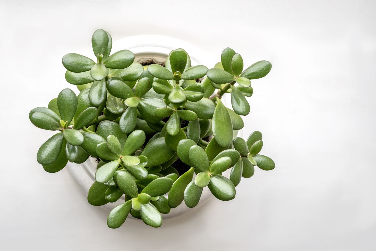 Sering dijadikan sebagai dekorasi rumah, begini tips merawat tanaman hias jade plant, yang disebut bawa keberuntungan.