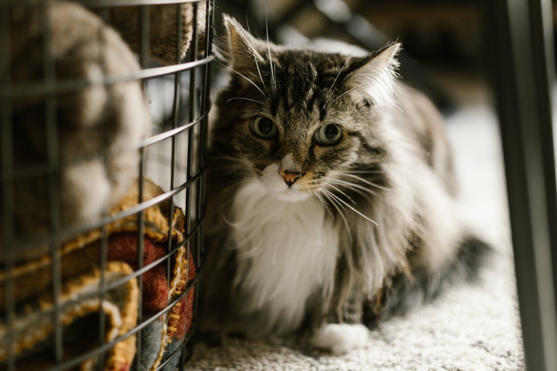 Segera bawa kucing peliharaan ke dokter jika mengalami 5 kondisi ini. Mulai dari kesulitan bernapas hingga mendadak lumpuh.
