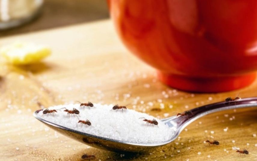 Mendapati semut yang berada di meja makan tentu membuat Kawan Puan merasa kesal. Tak perlu bingung, begini cara mengusir semut di meja makan!