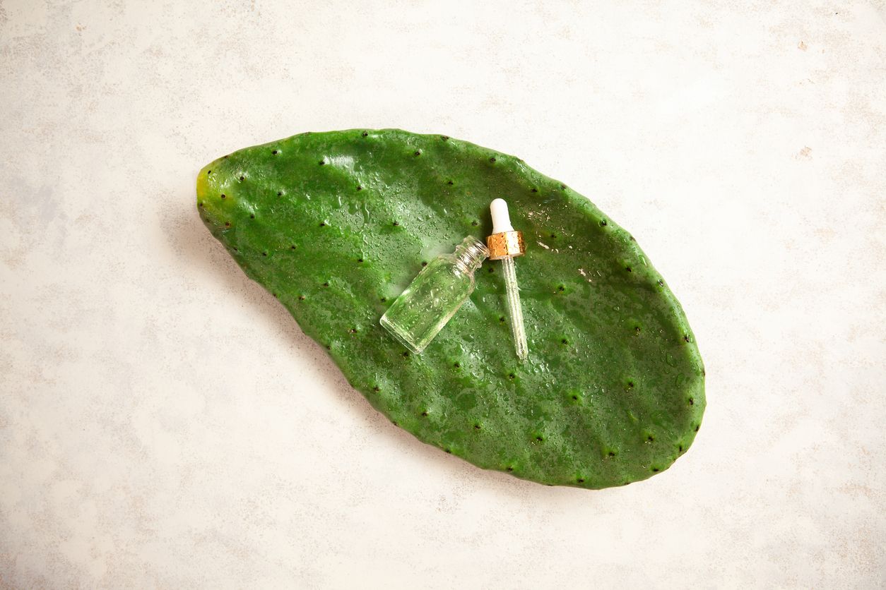 Manfaat kaktus untuk kecantikan bisa kita dapatkan dari minyaknya. Yuk simak apa saja manfaat perawatan tubuh dari kaktus ini!