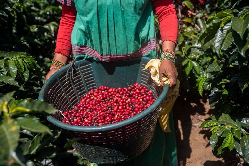 Peringati Hari Kopi Seduni, simaklah 5 rekomendasi tempat wisata tematik kopi yang terletak di berbagai wilayah Indonesia ini.