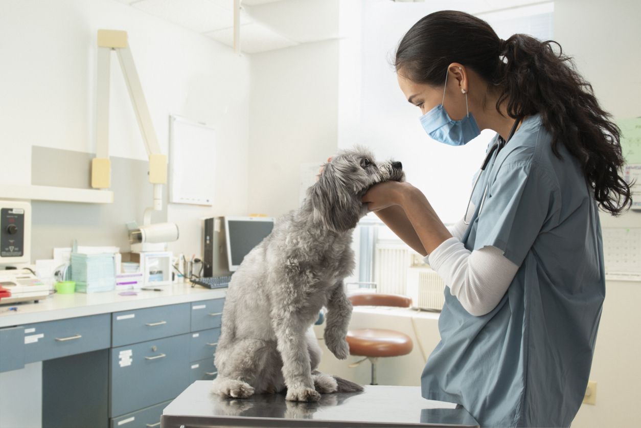 Hari binatang sedunia, berikut 5 tips membangun bisnis klinik hewan menurut dokter sekaligus Owner Lingkar Animal Care!
