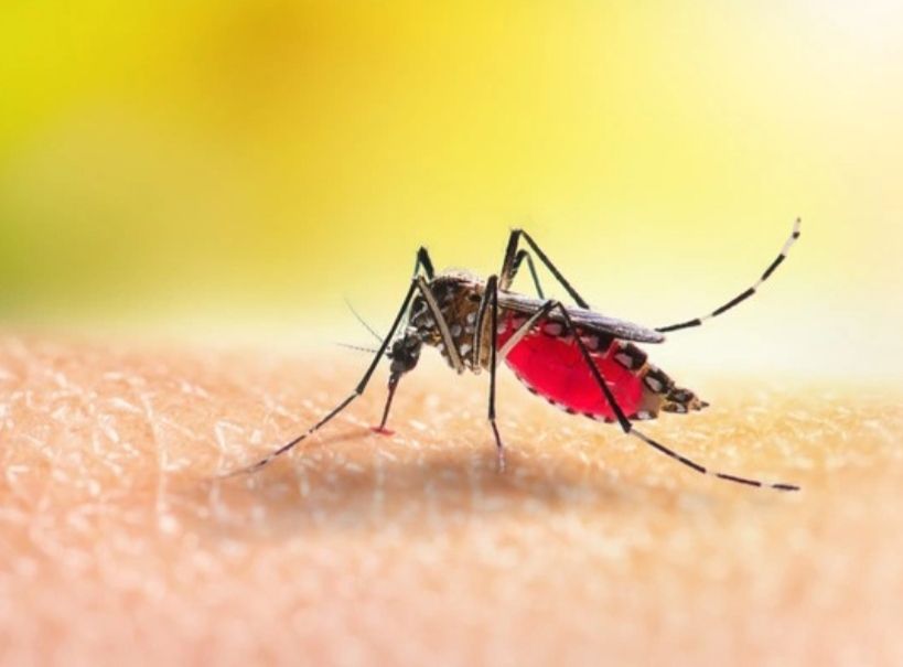 Diseases Caused by Mosquito Bites: A Comprehensive Review – Parapuan.co