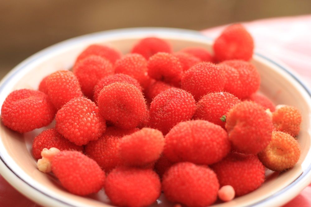 Karben, buah berry asal Indonesia, begini tips memasak mudah karben dengan berbagai cara dari Fifin Liefang Masterchef