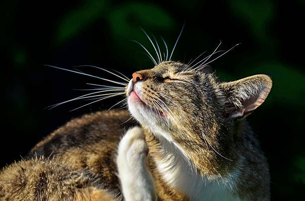Penting untuk diketahui oleh pemilik, ini gejala yang ditunjukkan jika kucing peliharaan mengalami infeksi mata.