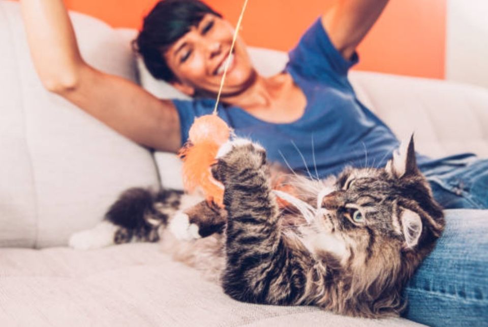 Ingin membuat kucing peliharaan menyayangimu? Ternyata begini caranya, salah satunya dengan memberi camilan.