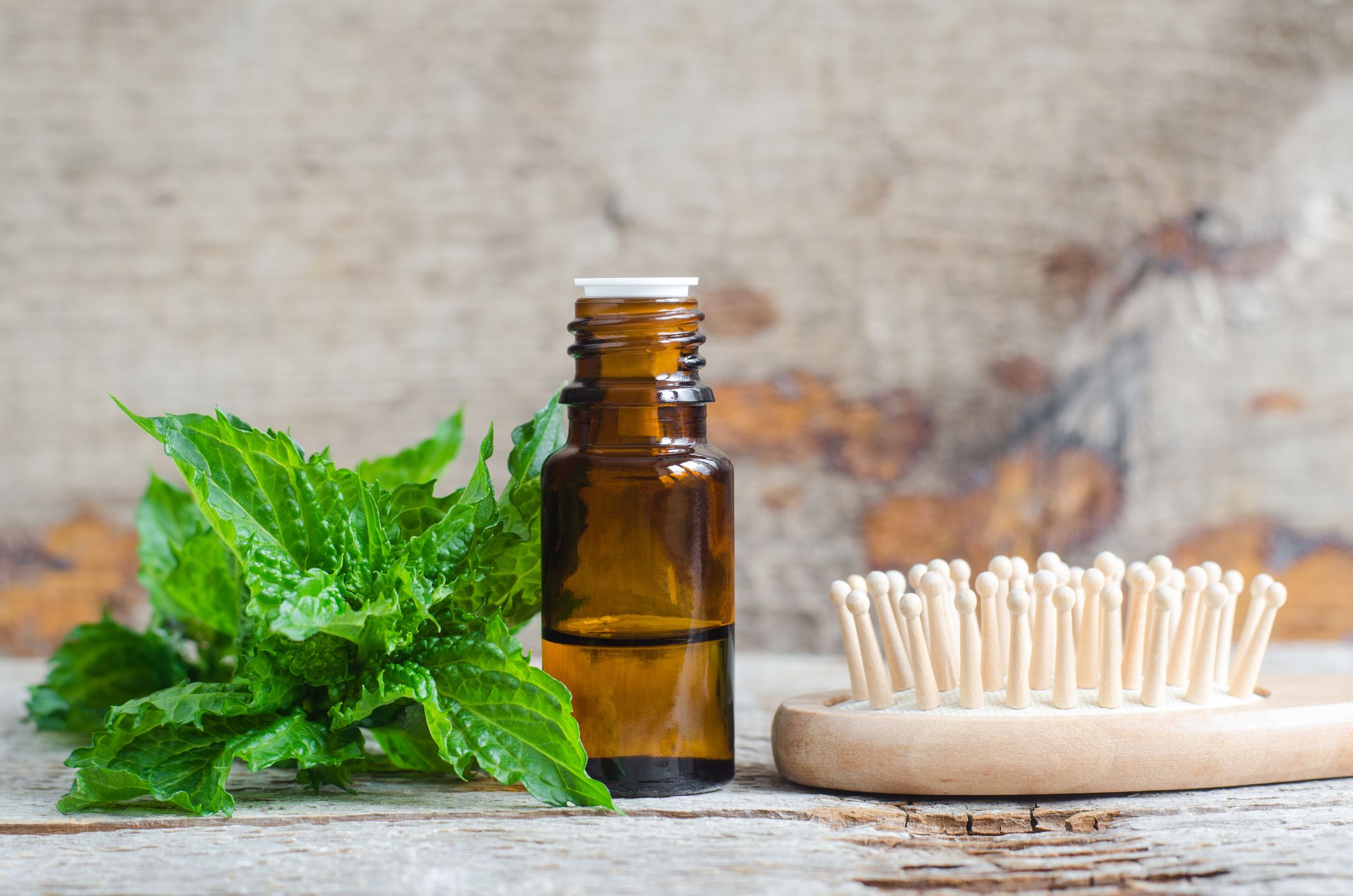 Daun mint tak hanya memiliki banyak manfaat untuk kulit, tetapi juga untuk rambut. Salah satunya bisa mengatasi kutu rambut.
