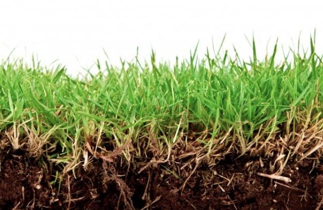 Tak banyak diketahui, beberapa faktor ini ternyata mempengaruhi kesehatan rumput hias.
Apa saja faktor tersebut?
