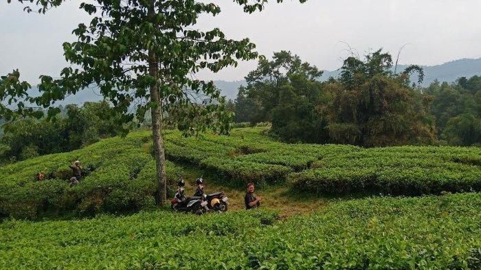 Bertepatan dengan Hari Teh Internasional, ketahui ini 4 rekomendasi tempat wisata kebun teh di Bogor yang cocok dikunjungi untuk melepas penat.