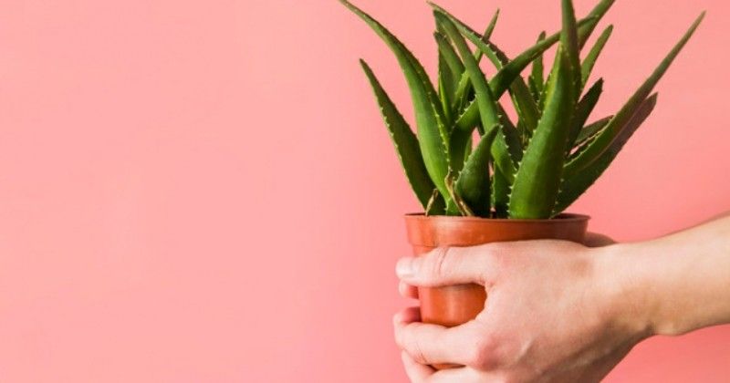 Beberapa hari terakhir, cuaca panas kerap dirasakan.
Sementara itu kamu dapat mengatasi kamu dapat menambahkan tanaman hias ini.