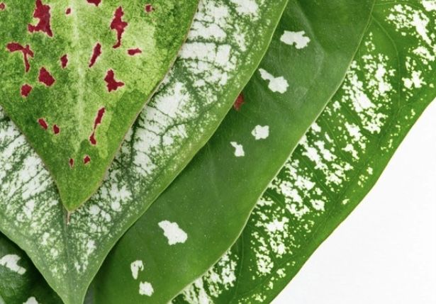 Berikut jenis tanaman hias aglonema yang eksis dan banyak dicari masyarakat. Simak penjelasan selengkapnya!