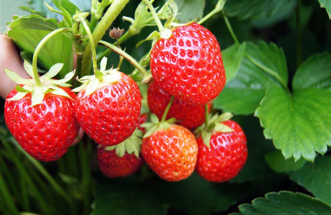 Panen buah dari hasil kebun sendiri pasti sangat menyenangkan ya, Kawan Puan. Yuk, cari tahu jenis tanaman buah yang bisa ditanam di rumah!