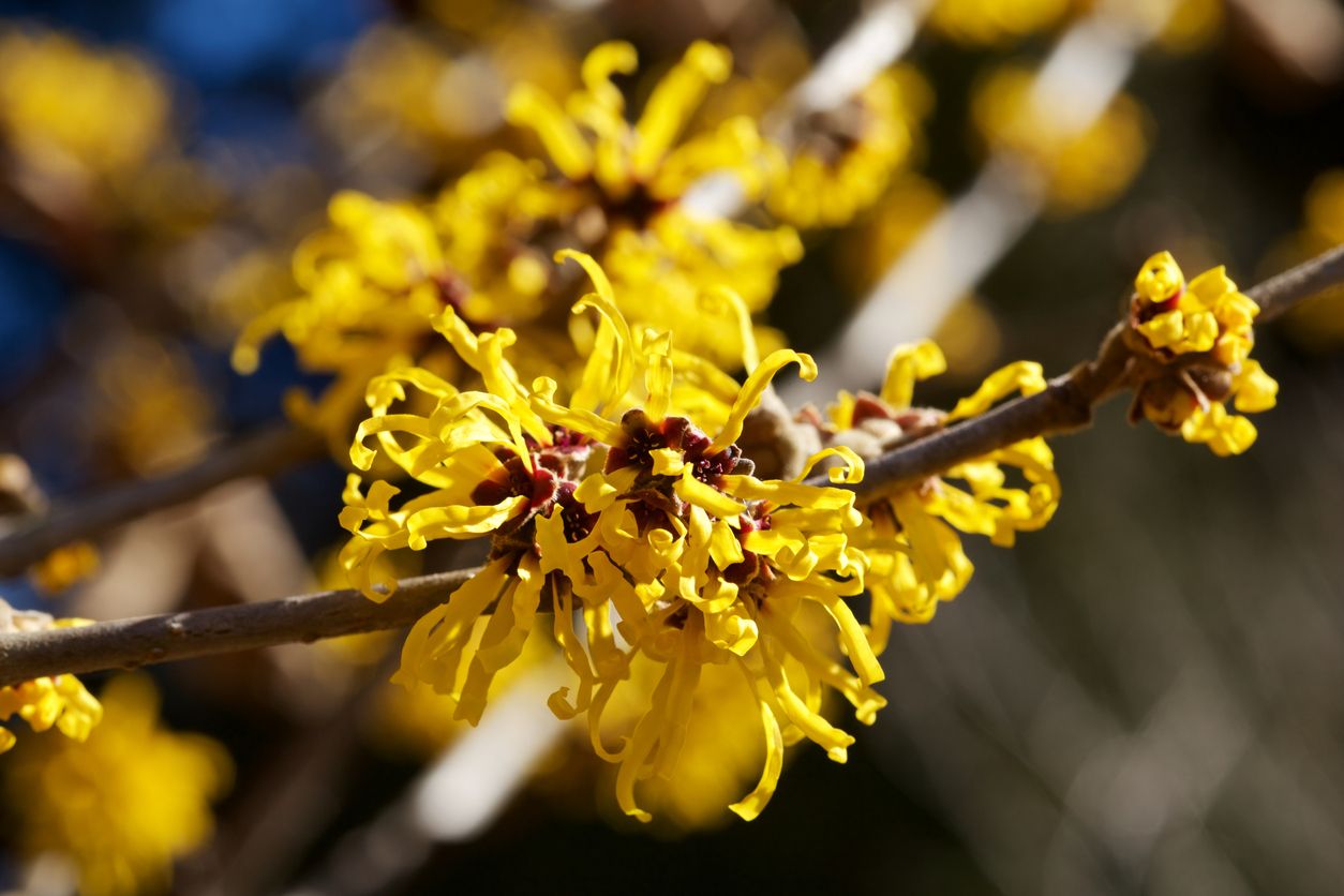 Witch hazel tengah jadi favorit, karena memiliki aroma wangi serta dapat melembapkan kulit secara alami. Apa saja manfaatnya?