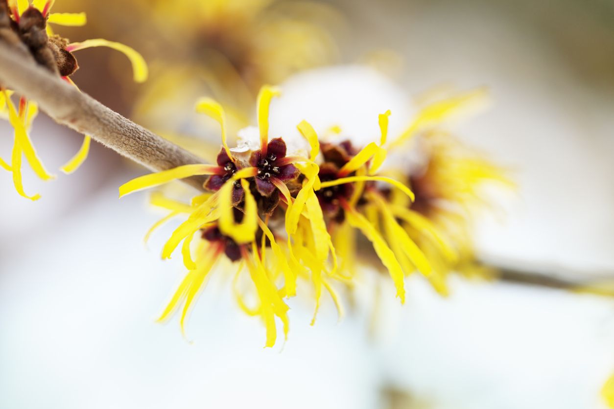 Kawan Puan pasti pernah membaca witch hazel di dalam label skincare kan? Yuk, kenalan sama kandungan skincare ini.