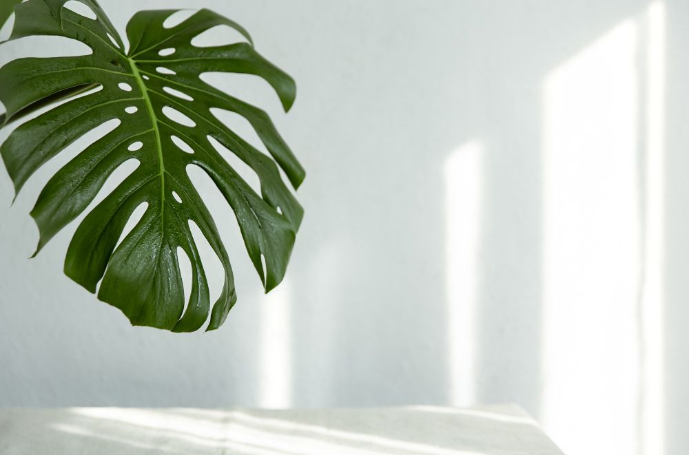 Tanaman hias monstera memiliki harga relatif mahal.
Ternyata ini jadi alasannya.
Penasaran? Yuk simak!