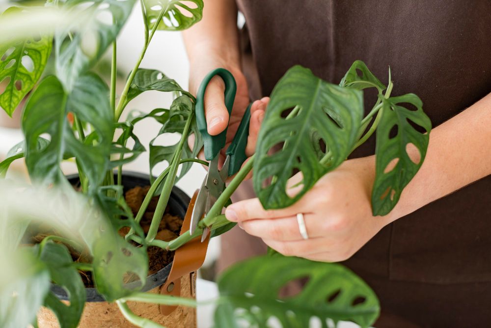 Tanaman hias monstera menguning? Beberapa hal ini ternyata bisa jadi alasannya. Lantas apa saja? simak.