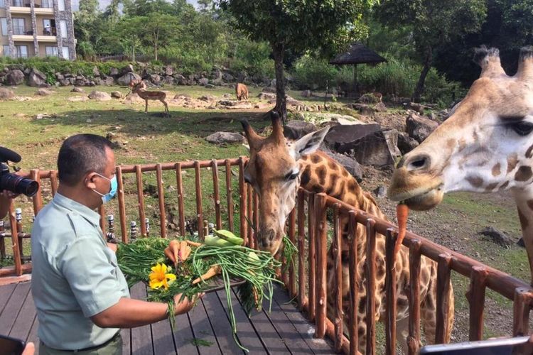 Berikut ini lima rekomendasi penginapan di dekat Taman Safari Prigen, ada yang menawarkan panorama pegunungan lho.