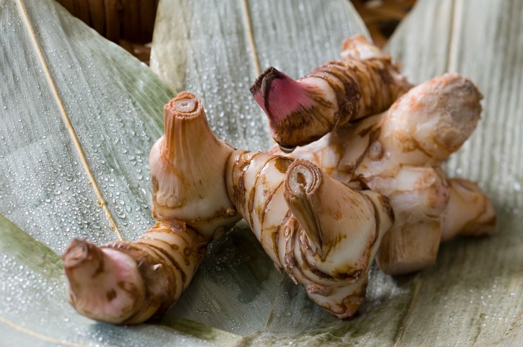 Berikut ini berbagai manfaat lengkuas sebagai obat alami. Ternyata bukan hanya sekadar bumbu penambah cita rasa saja lho