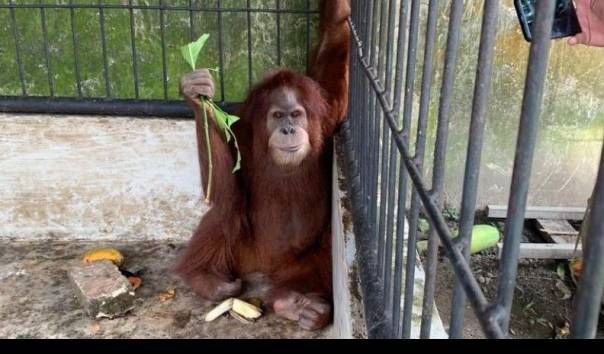 Temuan terbaru dari kasus kerangkeng manusia di rumah Bupati Langkat, ternyata ada satwa dilindungi mulai dari orang utan hingga monyet hitam.