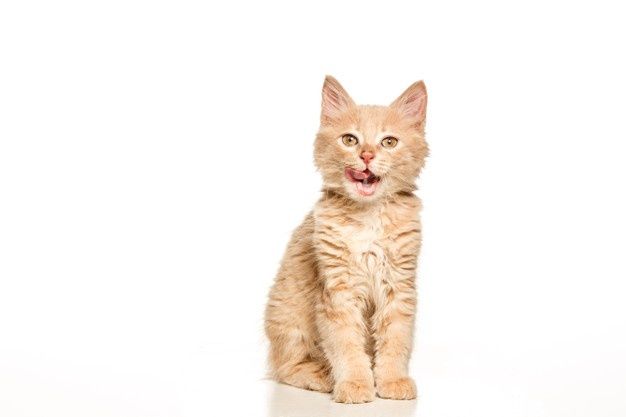 Masih jarang diketahui, ternyata ini penyebab kucing peliharaan mengalami infeksi mata.
Apa saja penyebabnya?