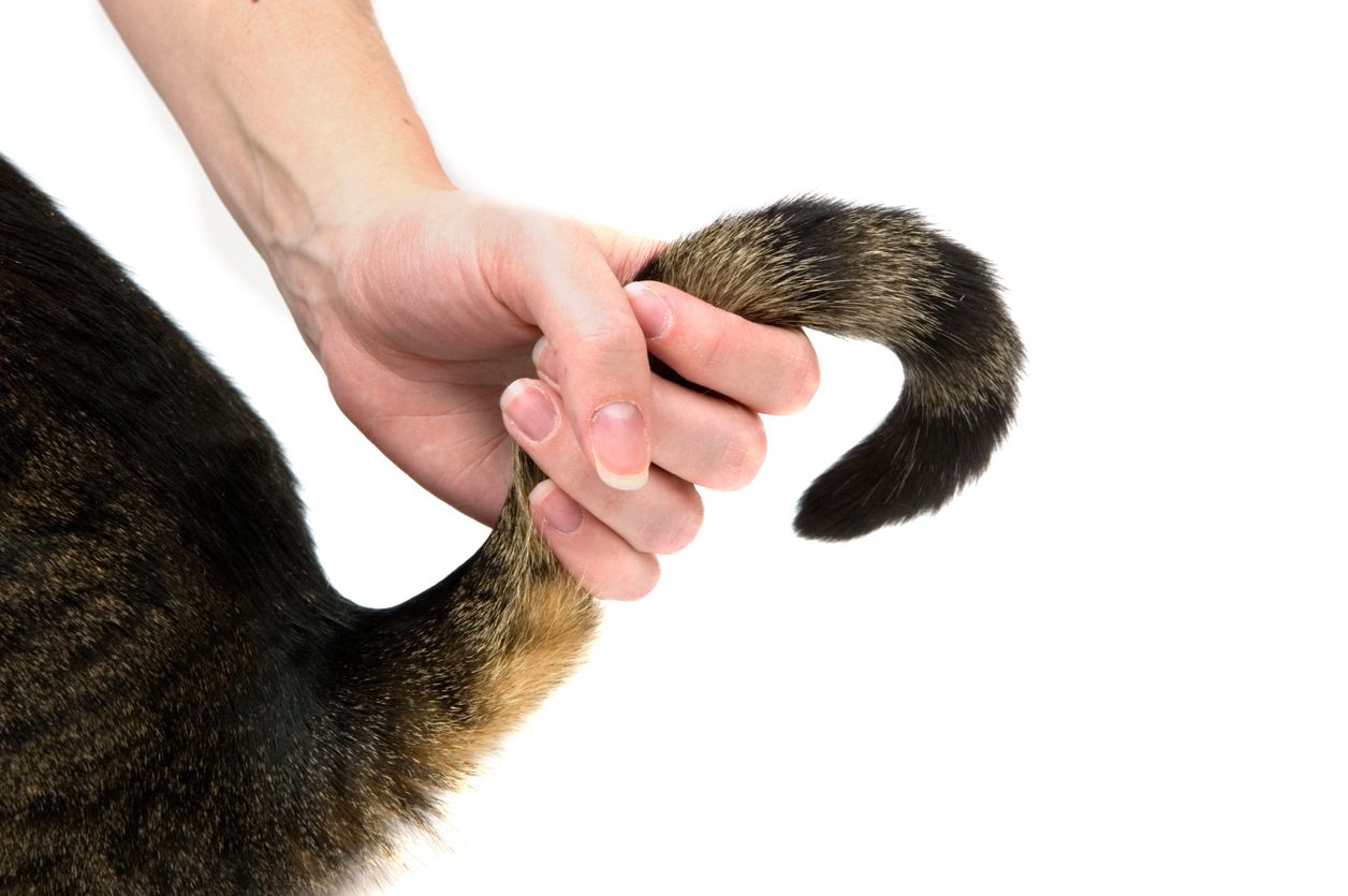 Kawan Puan pemilik kucing wajib tahu, menarik ekor kucing dapat menyebabkan cedera pada kucing. Simak, berikut penjelasan dokter hewan.