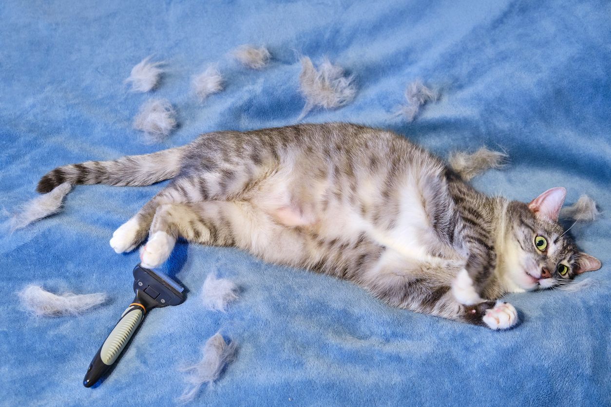 Hairball atau bola bulu yang tidak dimuntahkan kucing dapat bermasalah pada kesehatannya. Yuk, cari tahu gejala dan cara mengatasinya!