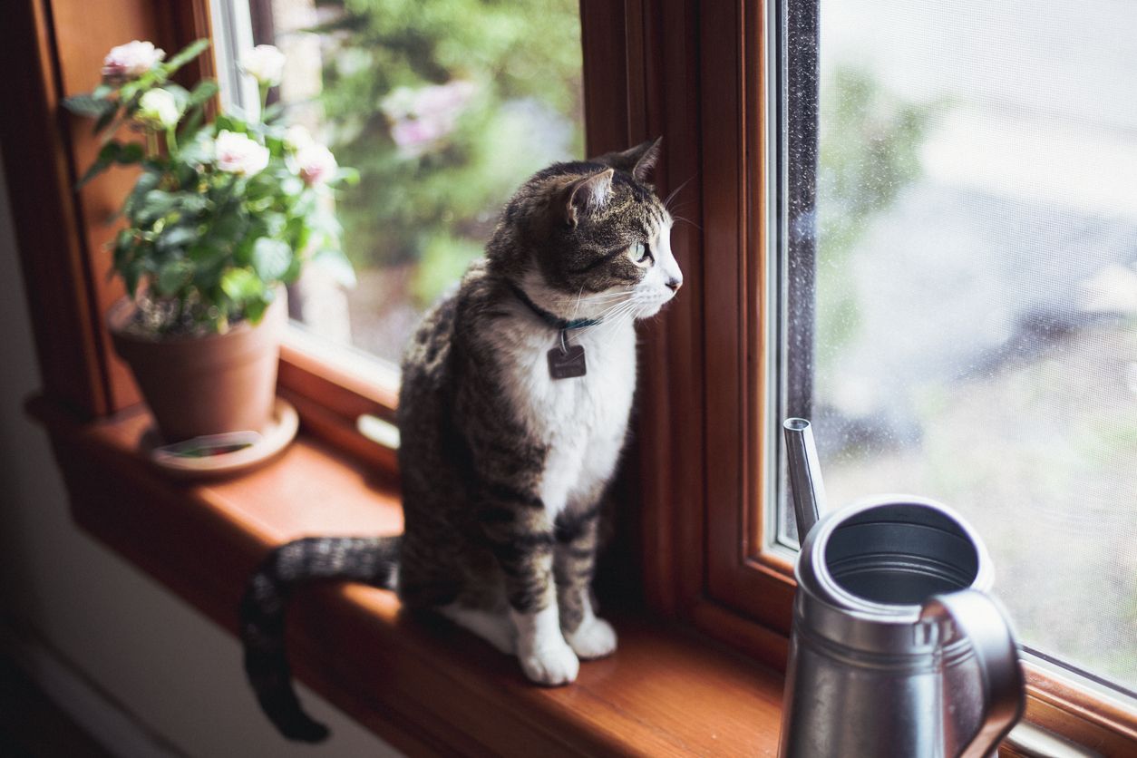 Kucing berdiam diri dan menatap ke arah jendela bukan tanpa alasan. Yuk, cari tahu kelima alasan mengapa kucing suka menatap ke arah jendela.