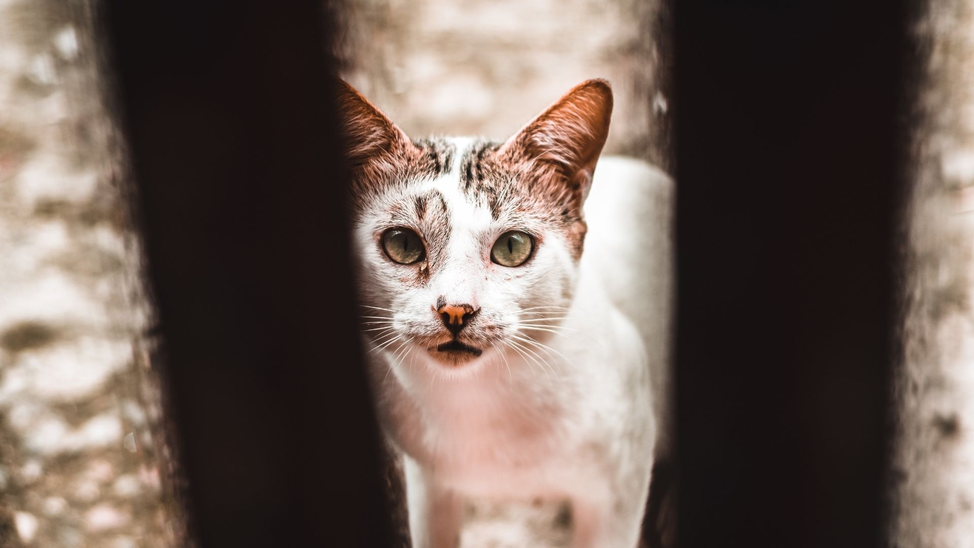 Ternyata ini alasan mengapa kamu sering mendapati ekor kucing kampung bengkok dan pendek, simak penjelasannya.