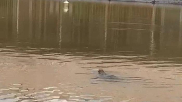 Berikut ini sederet fakta soal banjir Sangatta yang melanda sejak Jumat malam lalu. Warga khawatir soal biawak yang berkeliaran