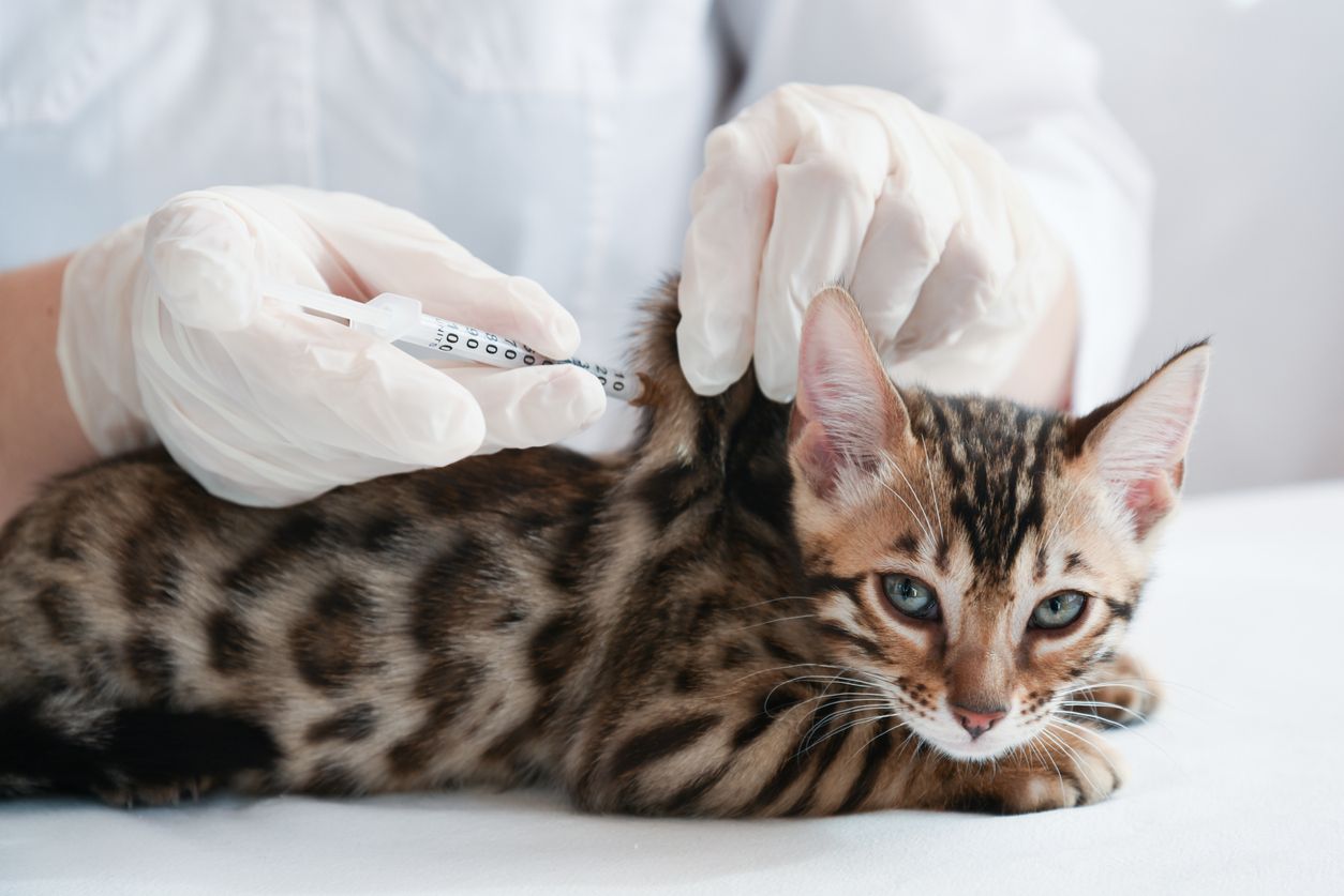 Semua jenis kucing perlu divaksin demi mencegah penyakit menular. Yuk, simak penjelasan dokter mengenai tahapan vaksinasi kucing.
