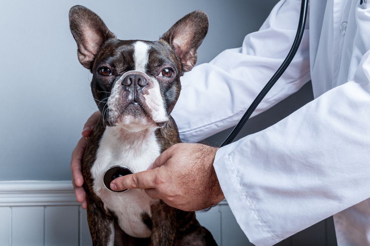 Mulai sekarang, jangan terburu-buru untuk mencari dokter hewan.
Perhatikan dulu beberapa hal ini. Simak!