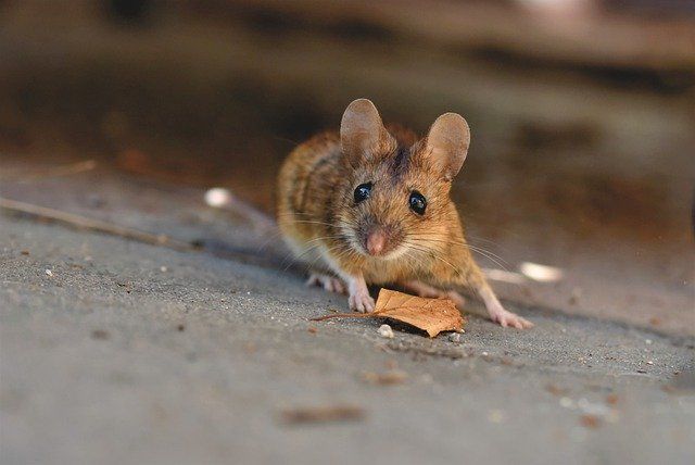 Tak perlu bingung, simak cara mudah mengusir tikus di rumah dengan umbi gadung.
Bagaimana langkah-langkahnya?