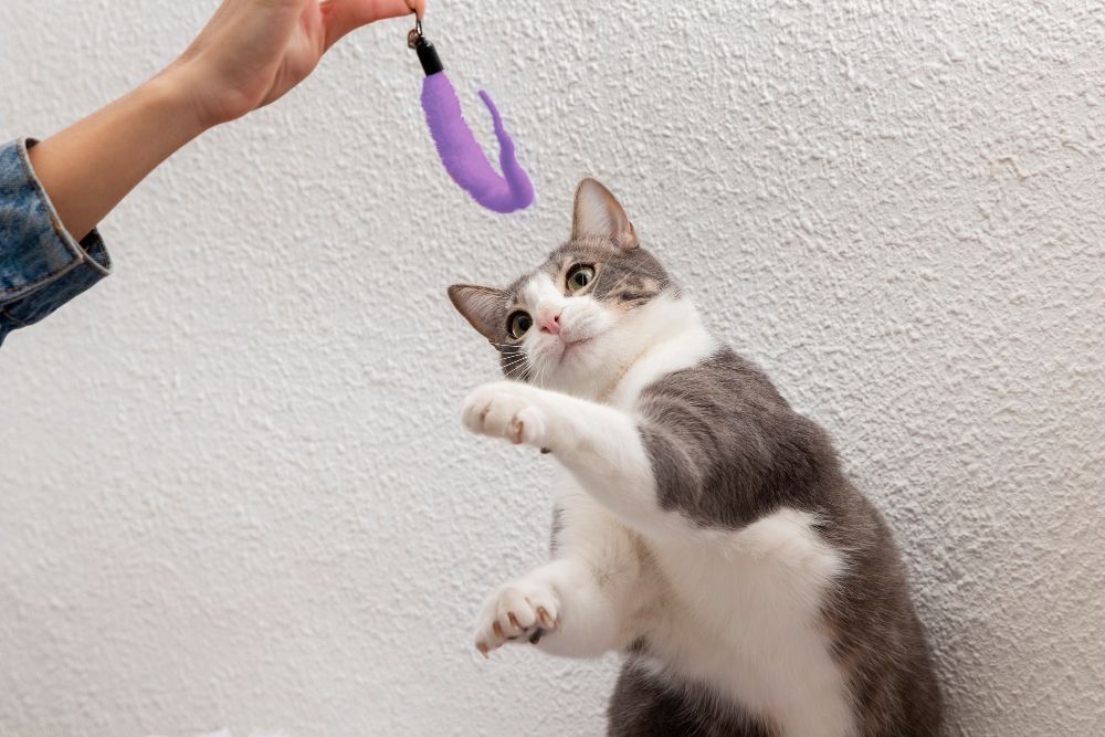 Menjaga kondisi kesehatan kucing peliharaan menjadi hal wajib untuk pemiliknya. Berikut beberapa caranya yang bisa kamu coba!