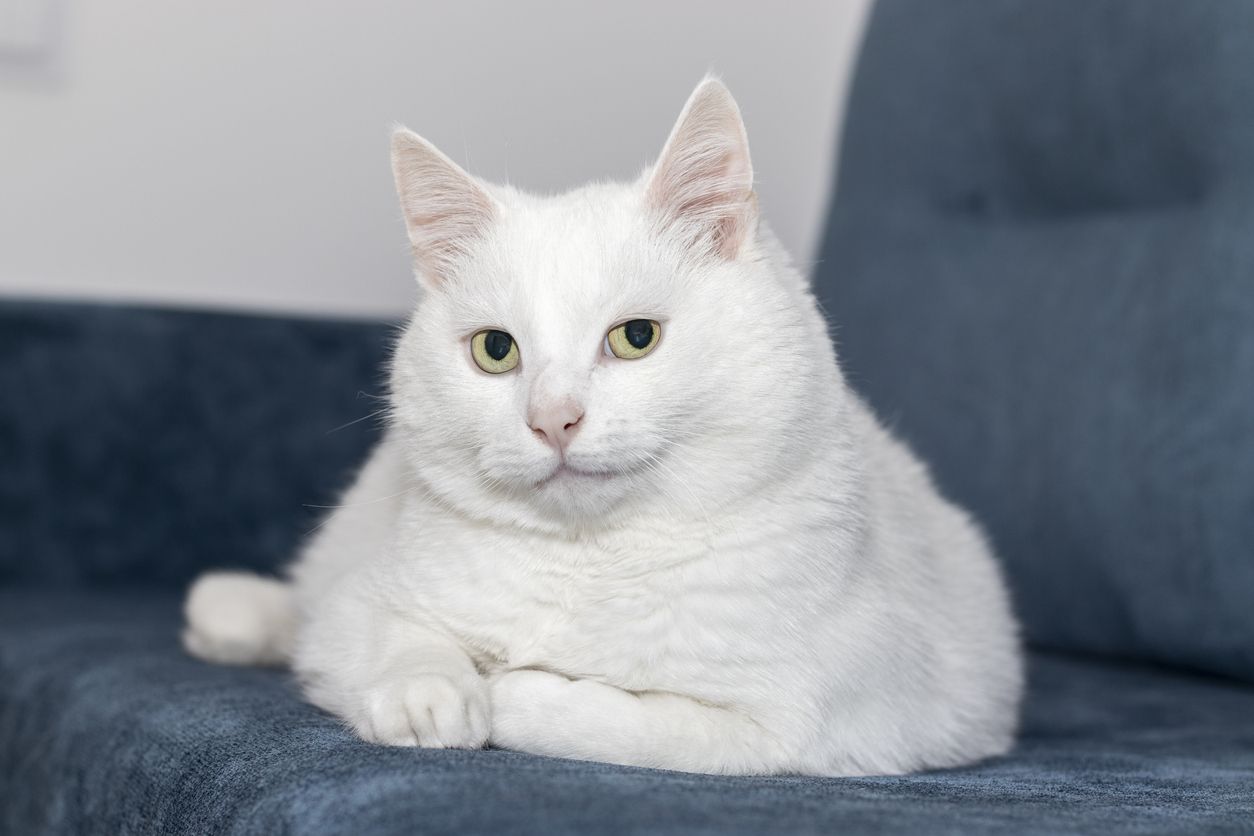 Masih jarang diketahui, yuk simak ragam fakta menarik kucing putih yang dianggap membawa keberuntungan.