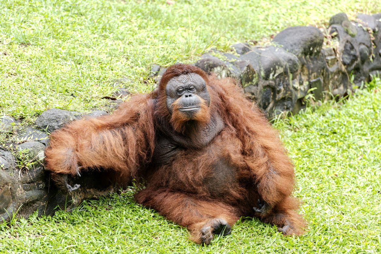 Kawan Puan berencana liburan ke Kebun Binatang Ragunan saat libur lebaran? Yuk, simak dulu syarat wisatanya!