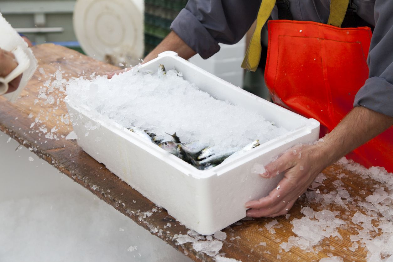 Pemasok ikan beri dua tips menyimpan ikan laut yang belum terjual agar tetap awet, apa saja? Simak selengkapnya