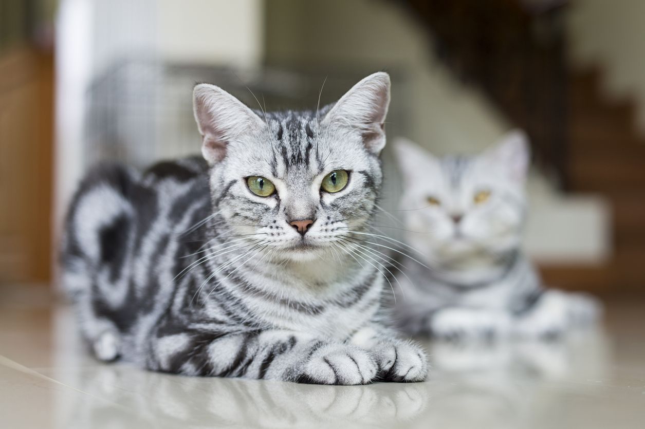 Jika diperhatikan, kucing sering kali duduk dengan menyembunyikan kaki di bawah tubuhnya. Apa alasannya ya, Kawan Puan? Yuk, cari tahu!