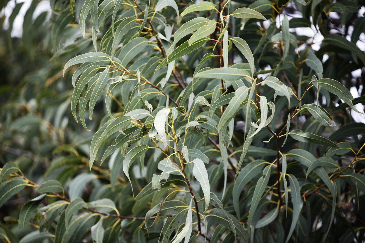 Jenazah anak RIdwan Kamil, Eril telah ditemukan dan dikabarkan beraroma bak daun eucalyptus. Apa itu daun eucalyptus?
