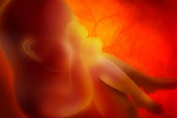 3 fakta kasus penemuan 7 janin bayi di kotak makan, tersangka telah melakukan aborsi sejak 2012 silam.