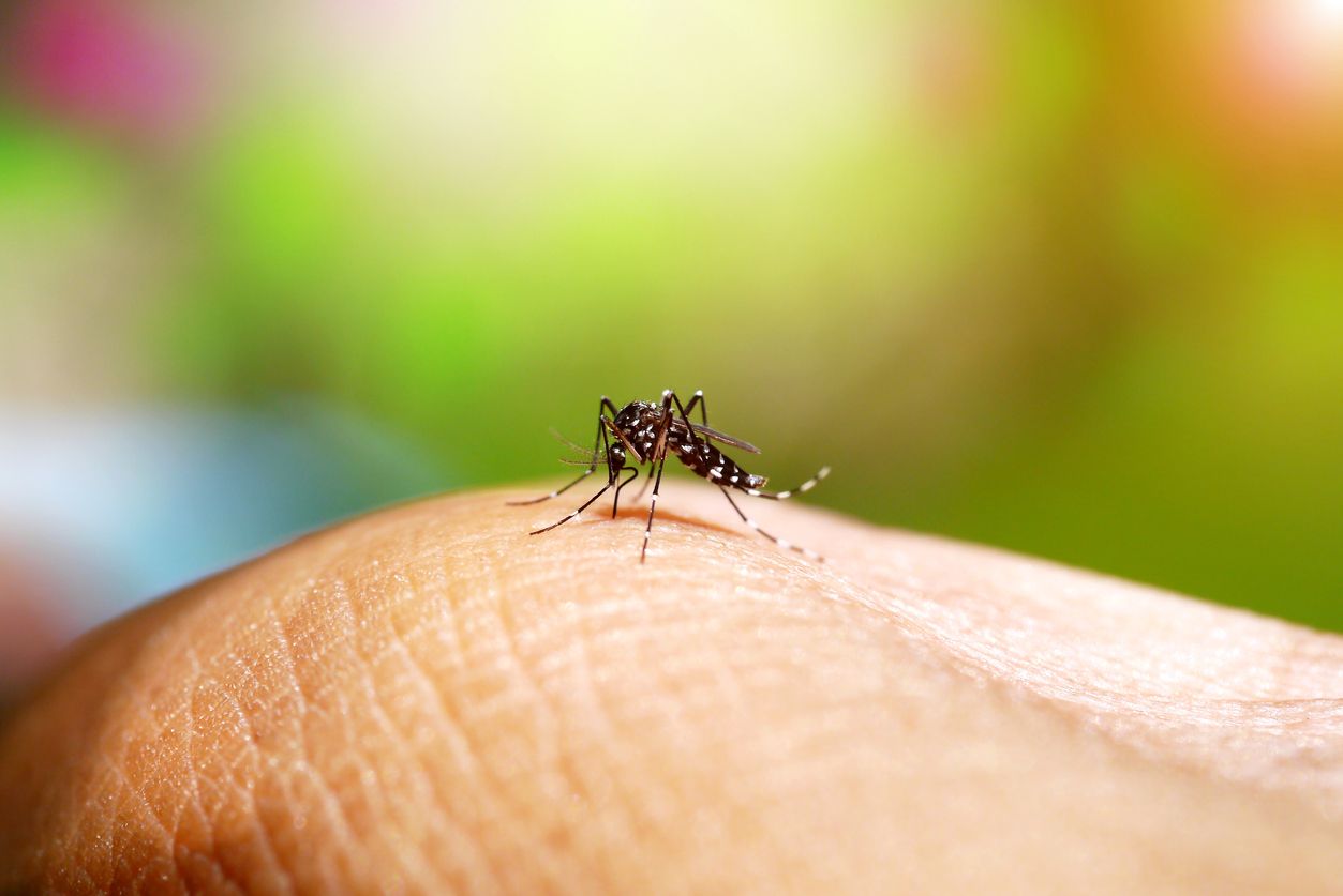 DBD atau Demam Berdarah Dengue perlu dicegah sedini mungkin. Berikut berbagai langkah pencegahan yang bisa dicoba di rumah!