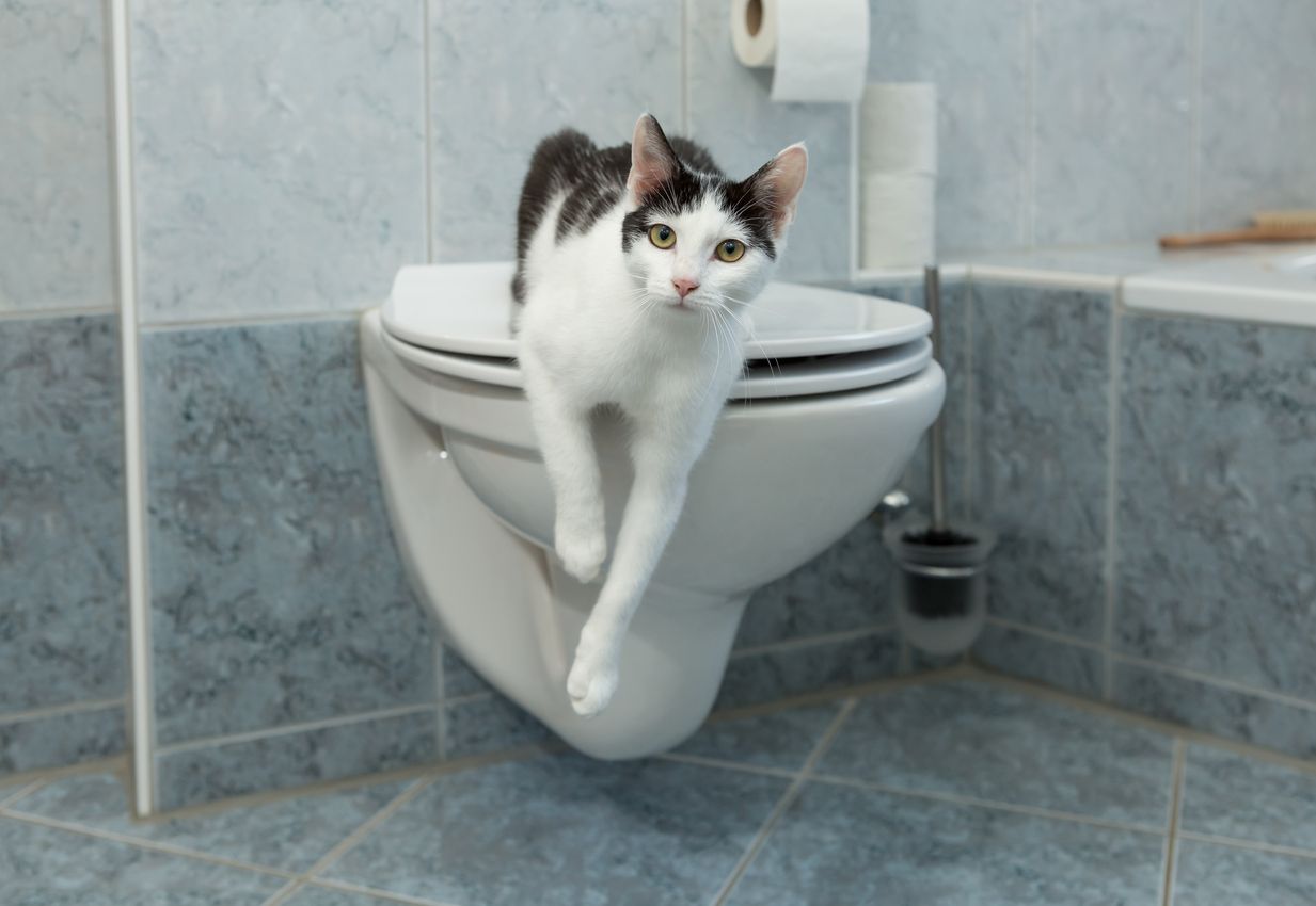 Mendapati kucing kesayangan minum air toilet tentu membuatmu khawatir bukan, Kawan Puan? Simak, begini alasan dan cara mencegahnya!