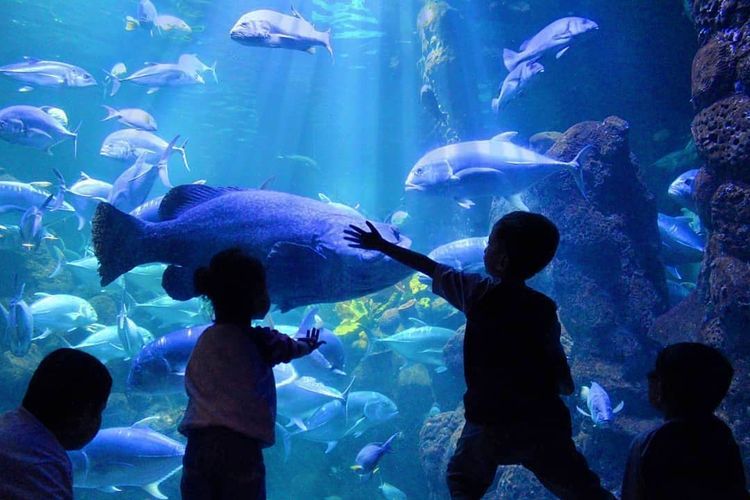 Ada banyak promo spesial tempat wisata di Jakarta untuk menyambut HUT ke-77 RI nih, Kawan Puan. Yuk, simak selengkapnya!